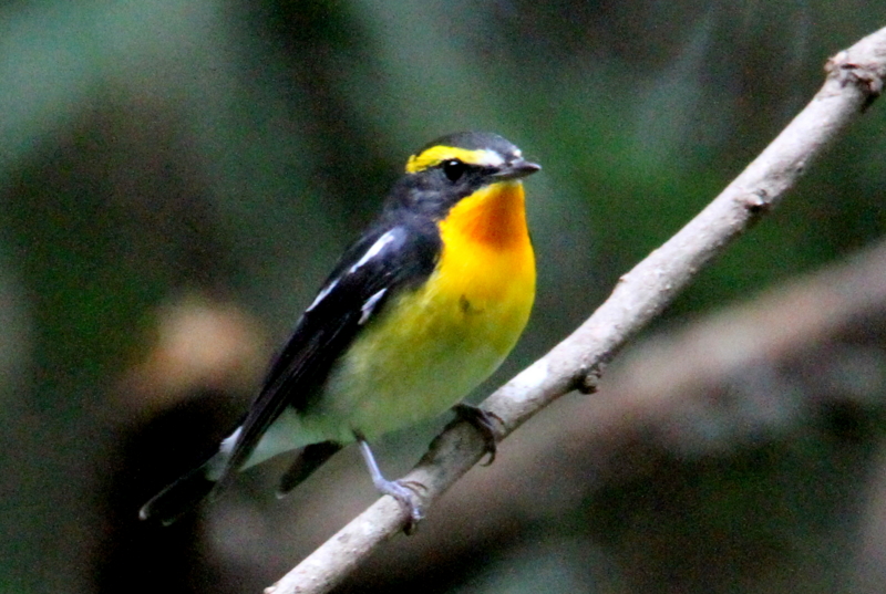 f:id:digibirds:20141012175629j:image