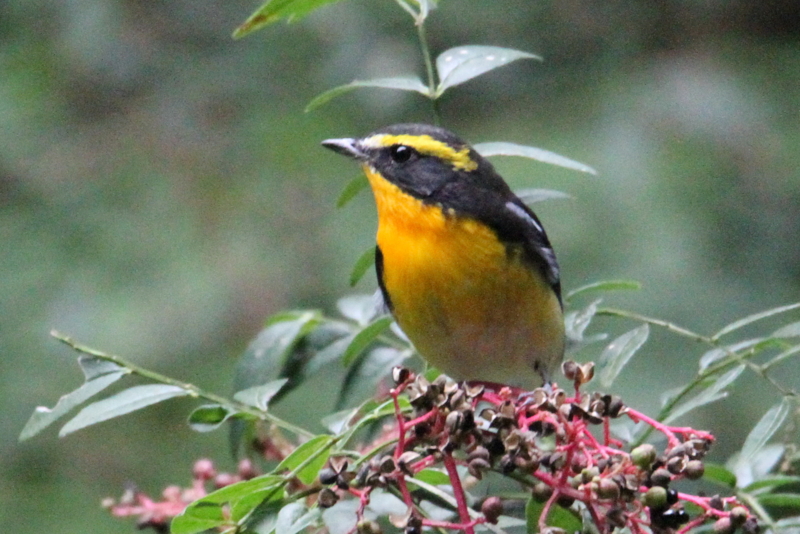 f:id:digibirds:20141012175637j:image