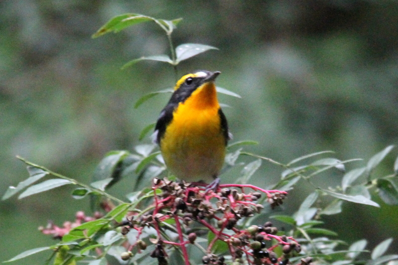 f:id:digibirds:20141012175648j:image