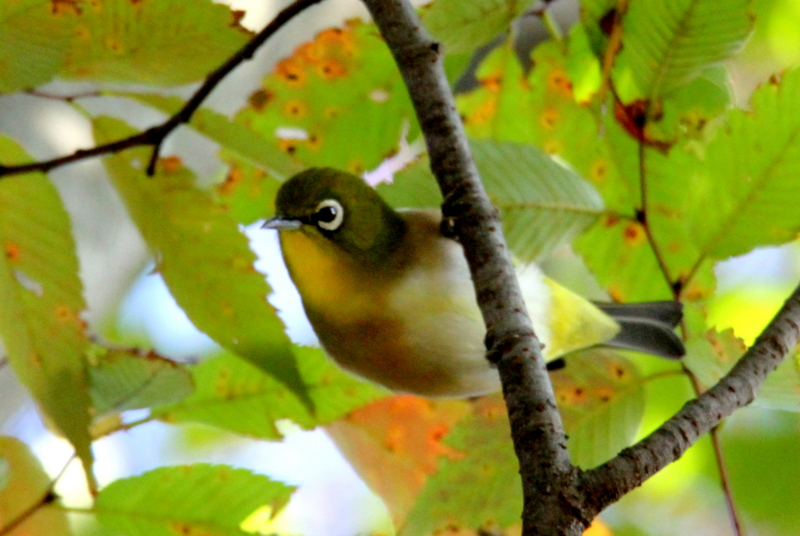 f:id:digibirds:20141025123800j:image