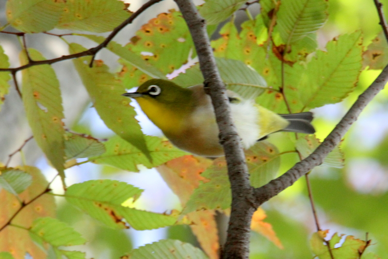 f:id:digibirds:20141025123812j:image