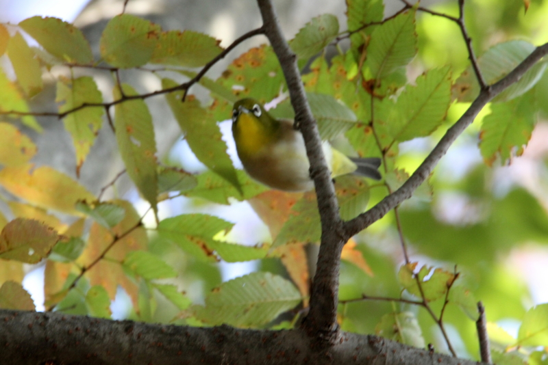 f:id:digibirds:20141025141435j:image