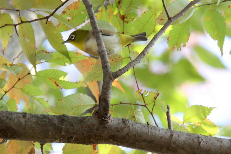 f:id:digibirds:20141025141457j:image