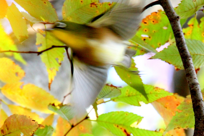 f:id:digibirds:20141025141613j:image
