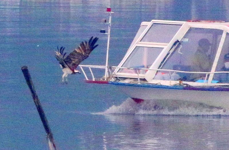 f:id:digibirds:20141101150250j:image