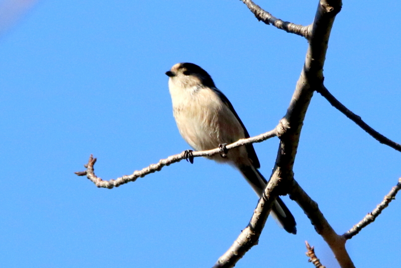 f:id:digibirds:20141108105606j:image