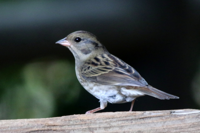 f:id:digibirds:20141111053559j:image