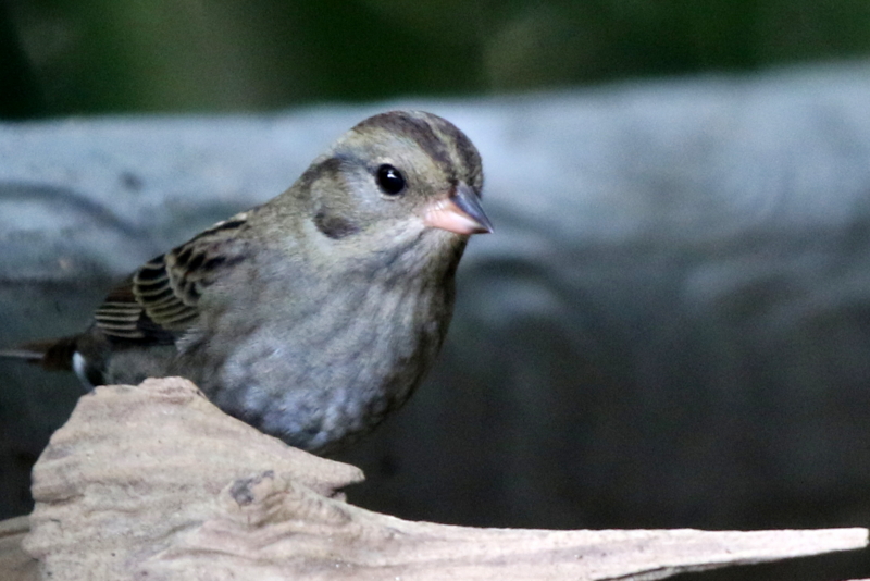 f:id:digibirds:20141111053610j:image