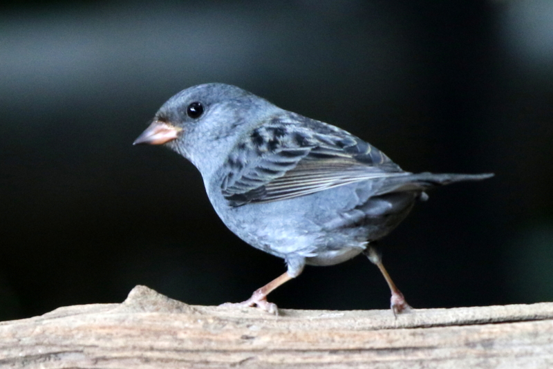f:id:digibirds:20141111053613j:image