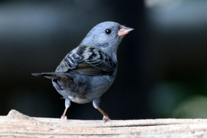 f:id:digibirds:20141111053618j:image