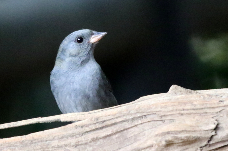 f:id:digibirds:20141111053723j:image