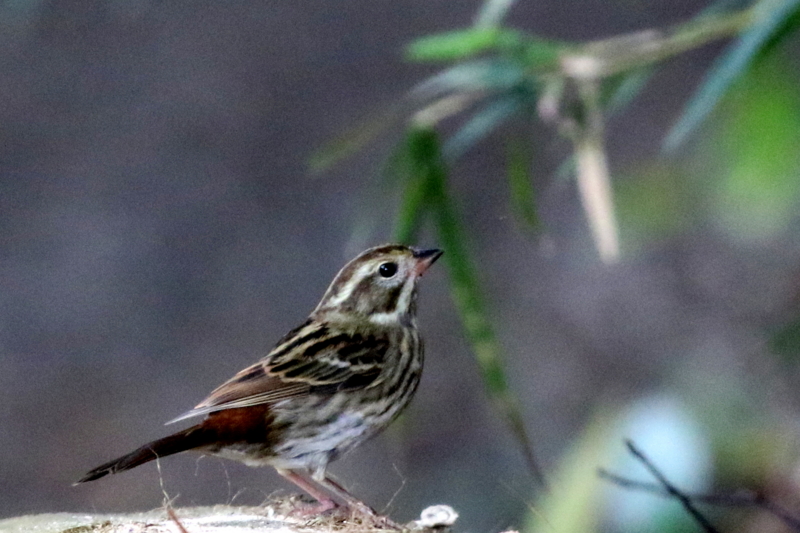 f:id:digibirds:20141111053732j:image
