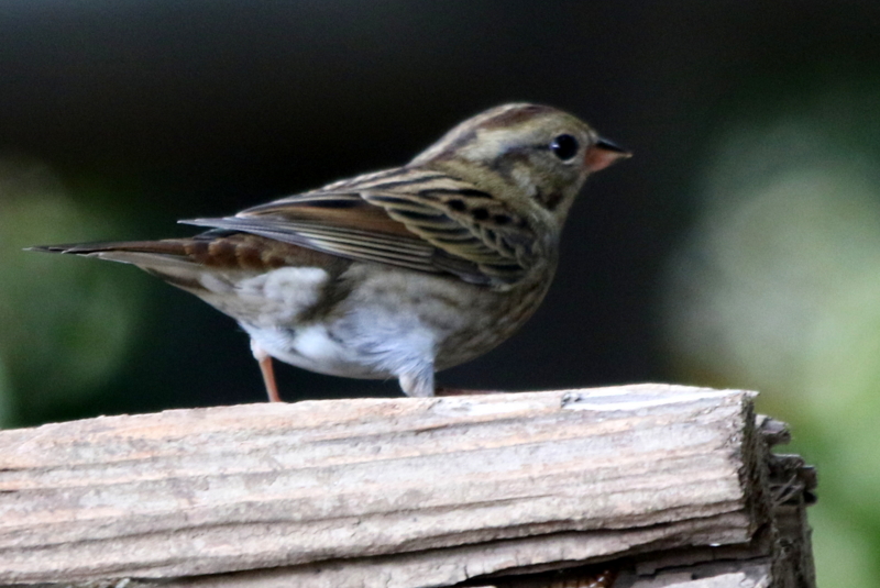 f:id:digibirds:20141111053738j:image