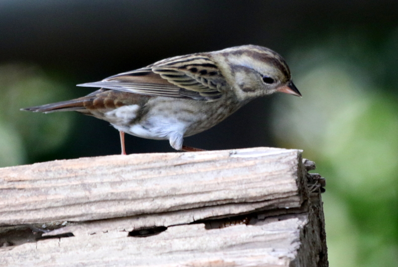 f:id:digibirds:20141111053744j:image
