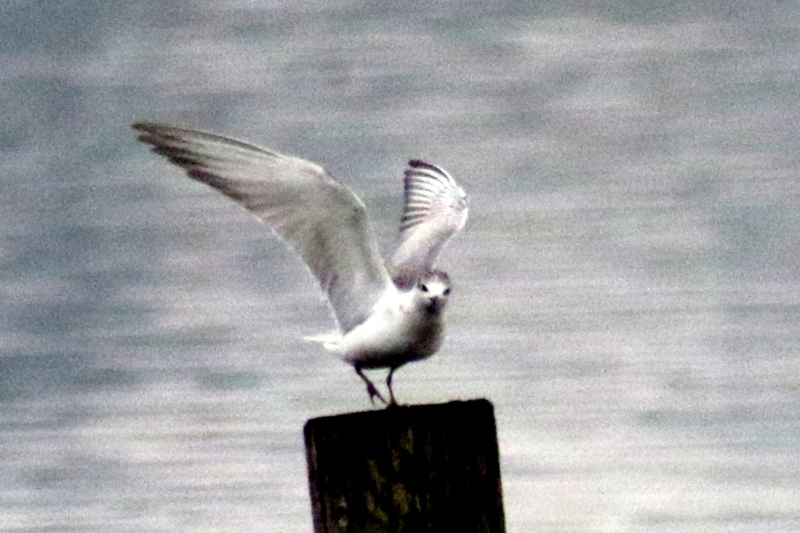 f:id:digibirds:20141112104720j:image