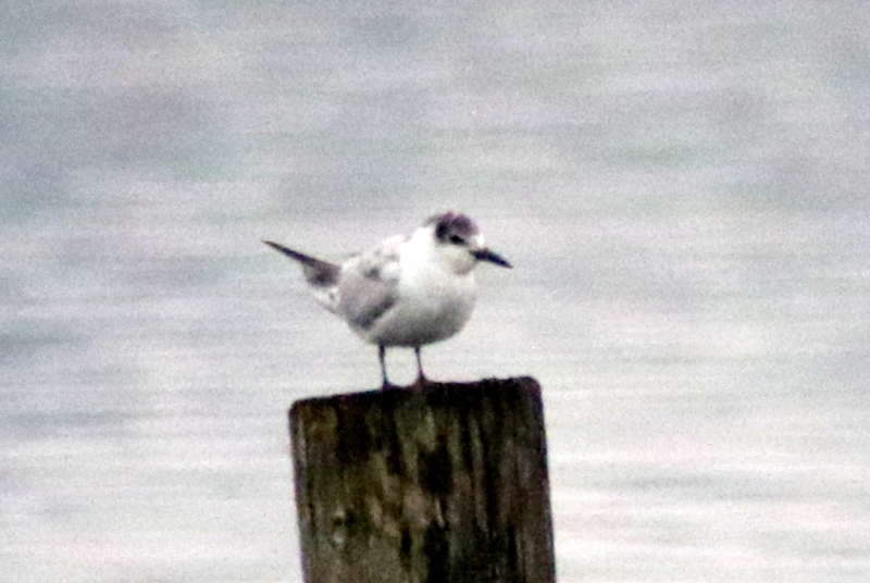 f:id:digibirds:20141112104822j:image