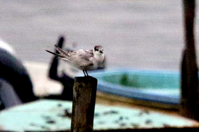 f:id:digibirds:20141112104824j:image