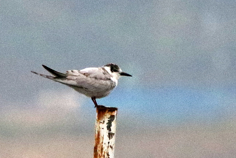 f:id:digibirds:20141112105028j:image