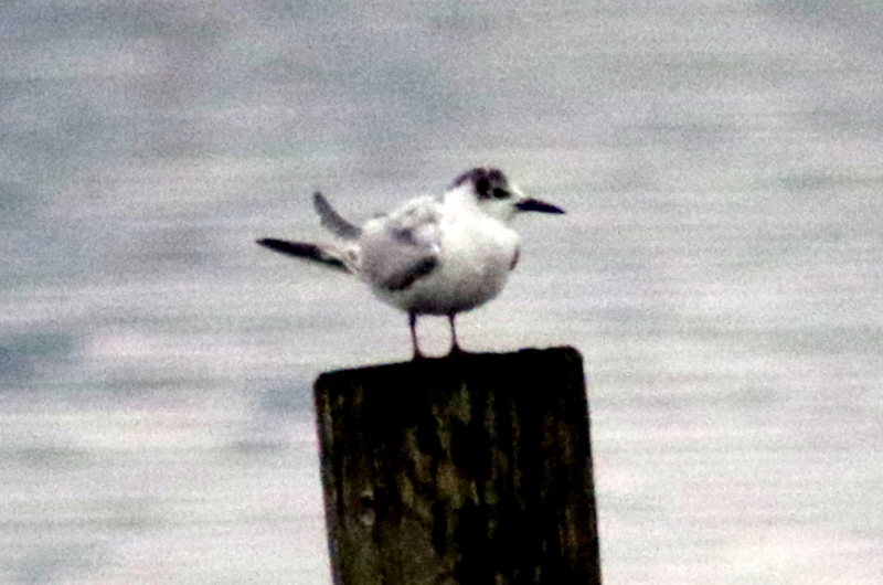 f:id:digibirds:20141112105030j:image