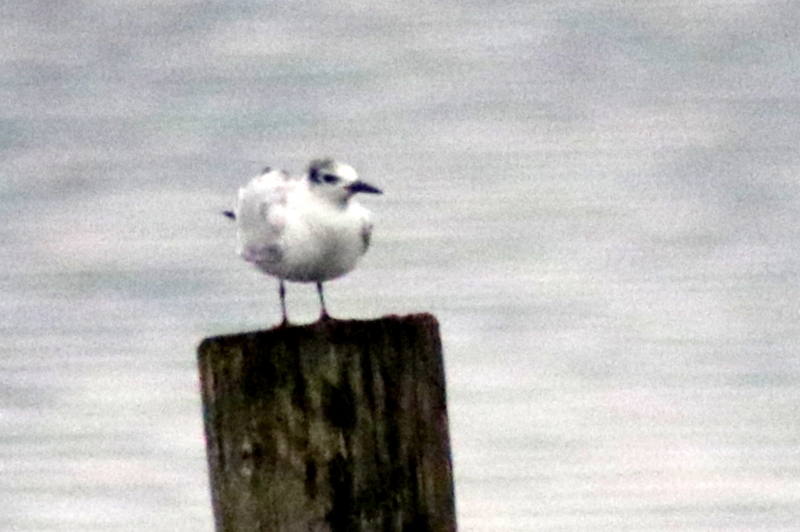 f:id:digibirds:20141112105032j:image