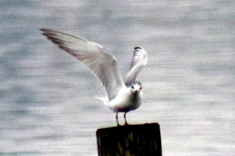 f:id:digibirds:20141112105034j:image