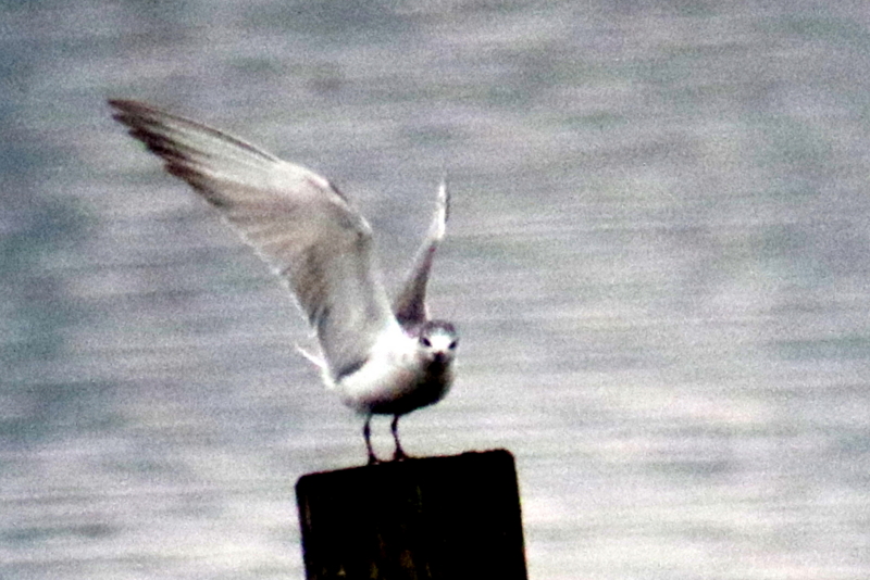 f:id:digibirds:20141112105038j:image