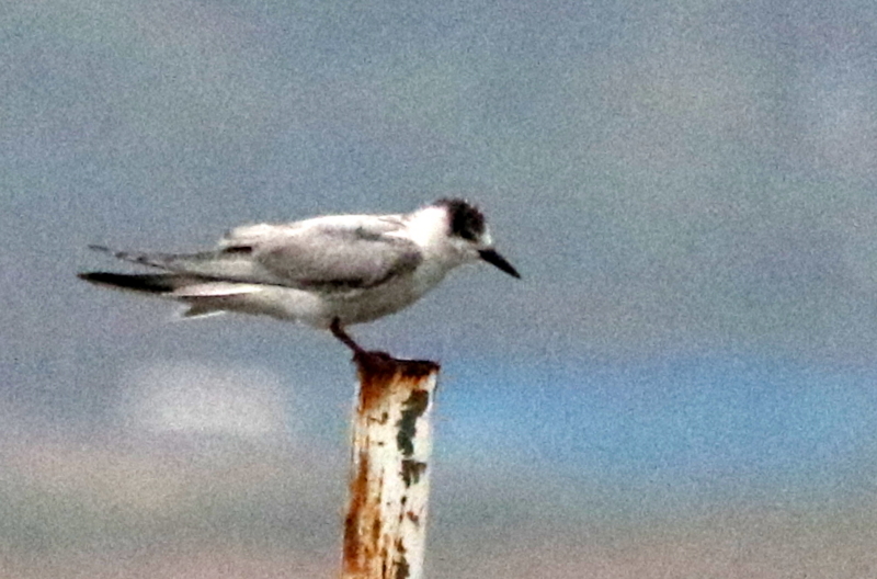 f:id:digibirds:20141113032913j:image