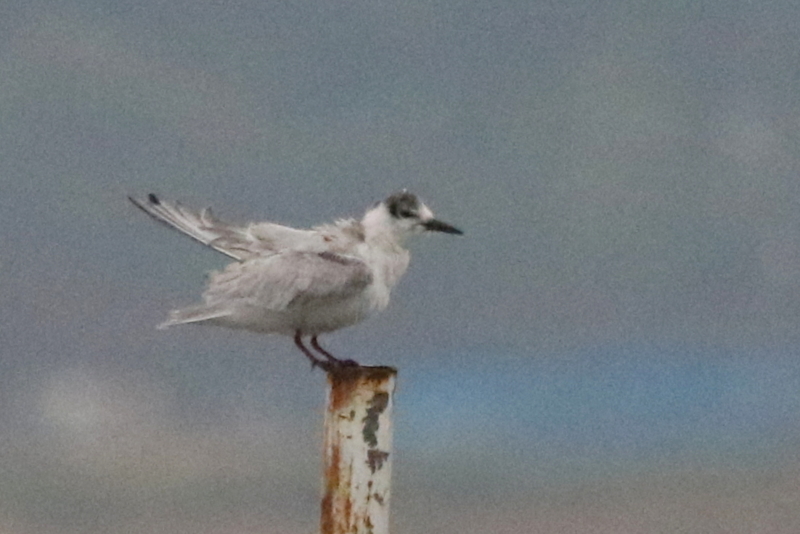 f:id:digibirds:20141113033531j:image