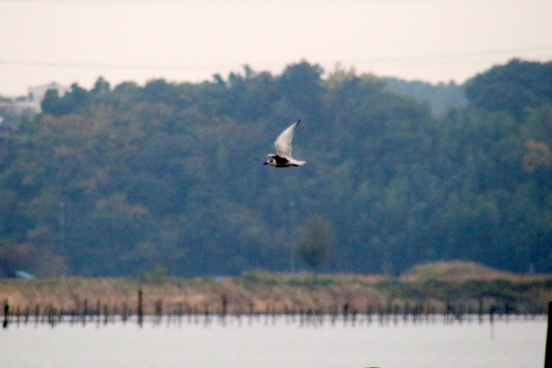 f:id:digibirds:20141113044515j:image