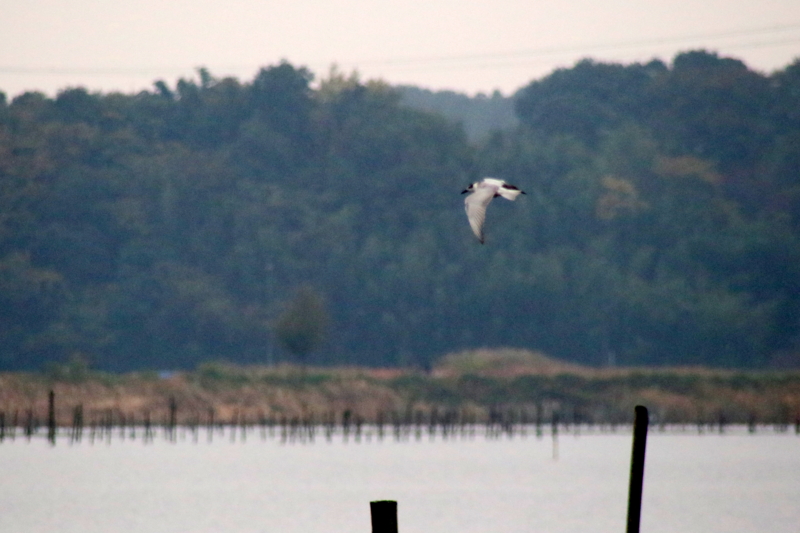 f:id:digibirds:20141113044921j:image