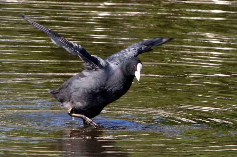 f:id:digibirds:20141114180729j:image