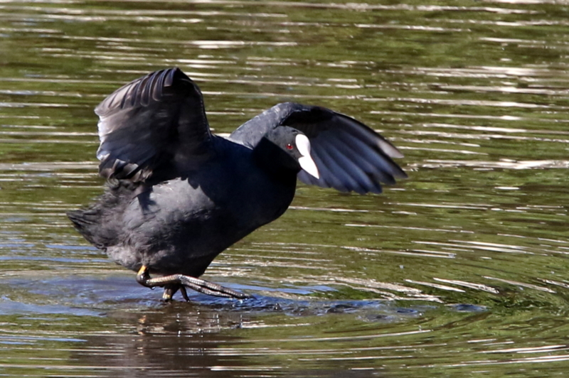 f:id:digibirds:20141114180741j:image