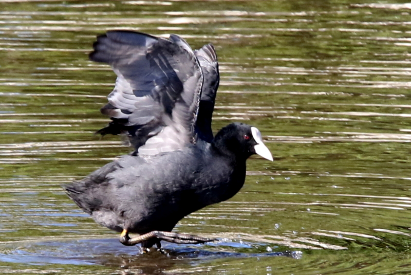 f:id:digibirds:20141114180751j:image