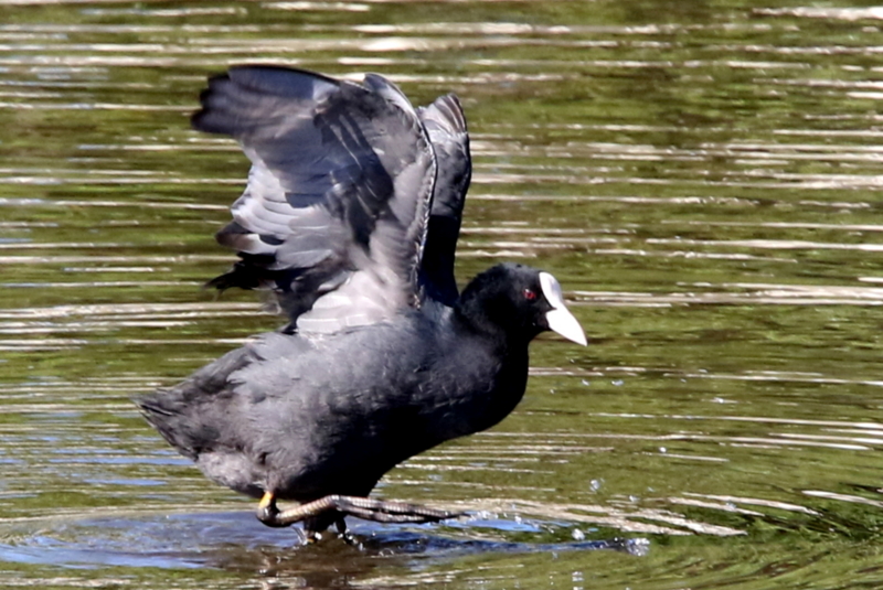 f:id:digibirds:20141114180754j:image