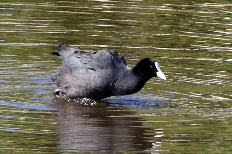 f:id:digibirds:20141114180912j:image