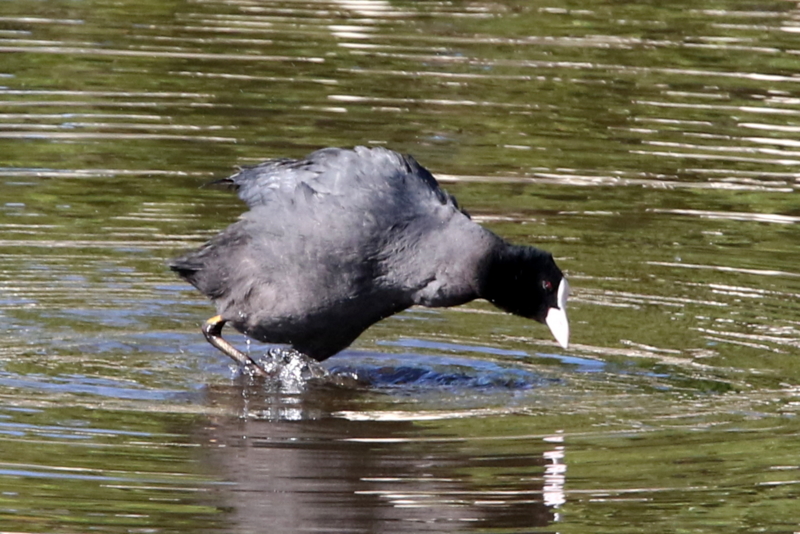 f:id:digibirds:20141114180918j:image