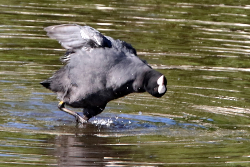 f:id:digibirds:20141114180921j:image