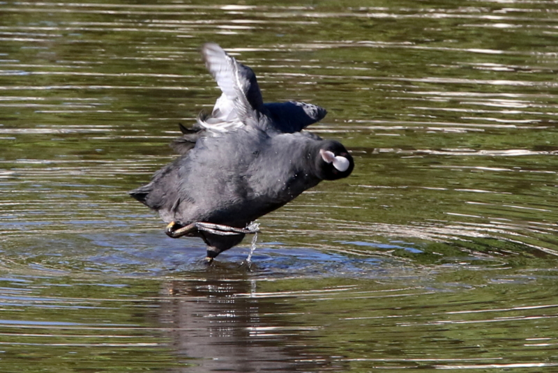f:id:digibirds:20141114180923j:image