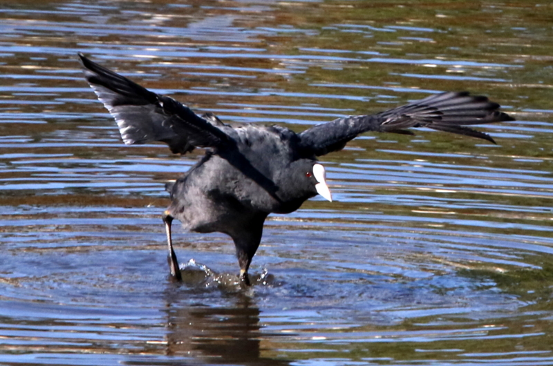 f:id:digibirds:20141114181048j:image