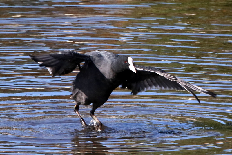 f:id:digibirds:20141114181051j:image