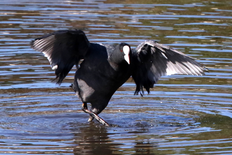 f:id:digibirds:20141114181055j:image