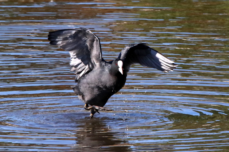 f:id:digibirds:20141114181058j:image