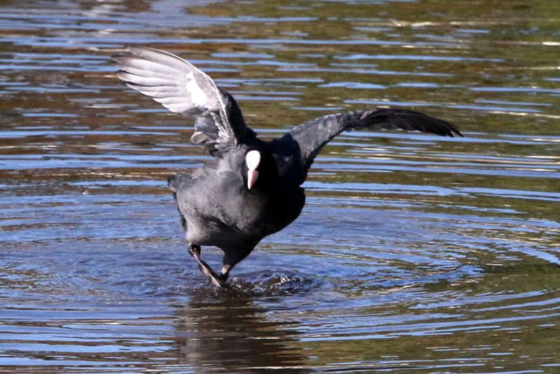 f:id:digibirds:20141114181320j:image