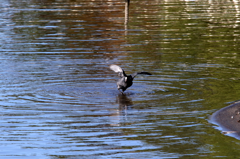 f:id:digibirds:20141114181323j:image
