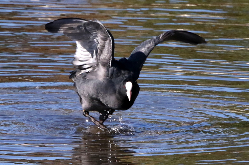 f:id:digibirds:20141114181353j:image