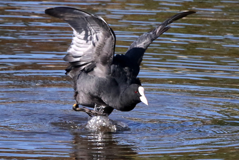 f:id:digibirds:20141114181356j:image
