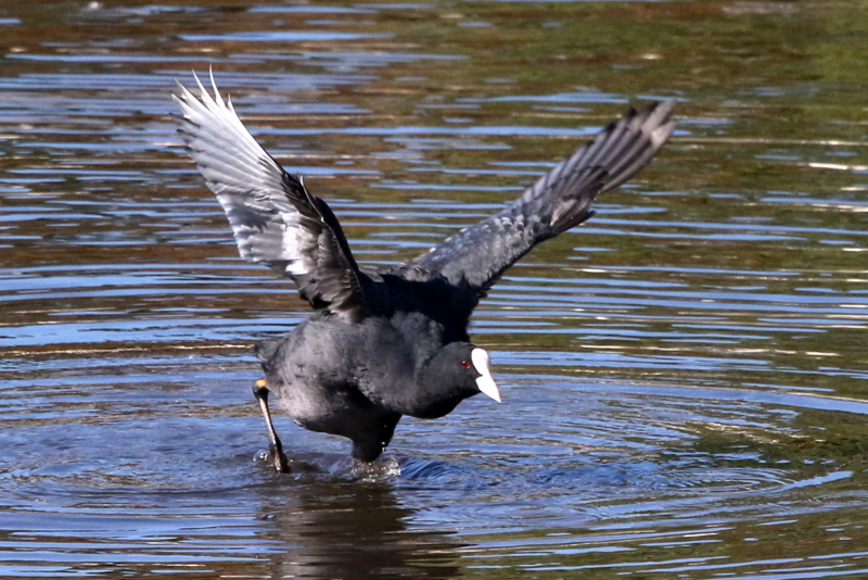 f:id:digibirds:20141114181358j:image