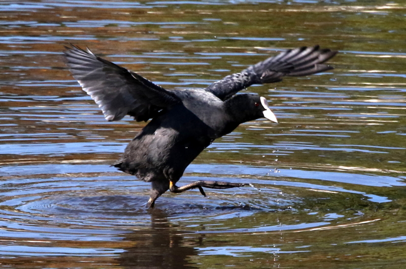 f:id:digibirds:20141114181550j:image