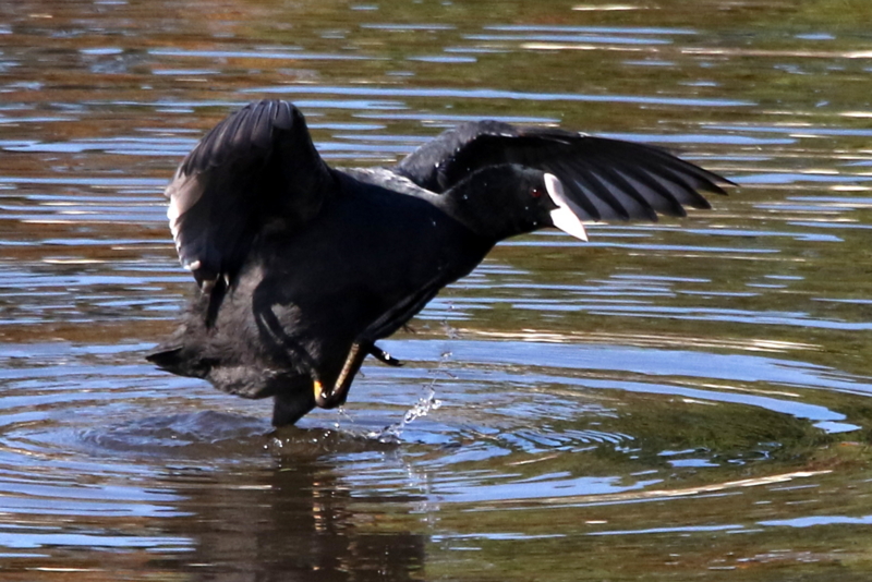 f:id:digibirds:20141114181554j:image