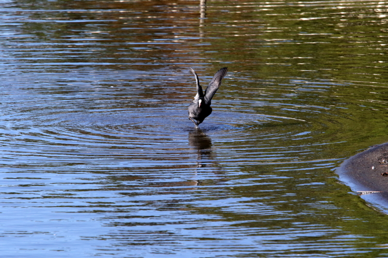 f:id:digibirds:20141114181557j:image